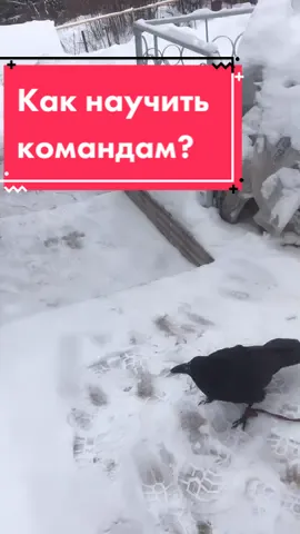 Так я учил Гошу команде «иди на крышу» 😉 #воронtv #воронгоша #raven