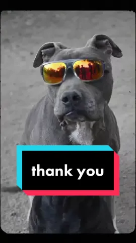 Shout out to all the pets around the world who got us through 2020. 🌎#happiestyearofmylife #pets #dog