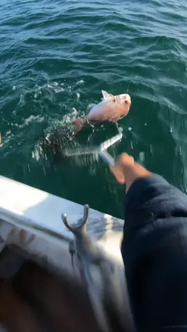 Circle hooks remember don’t have your drag tight on your reels leave them pretty loose! ￼￼