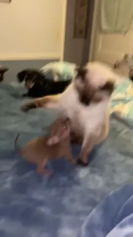 Cat Vs Pup #funny #animal #dog #chihuahua #cute #trend #viral #blm #YouShouldKnow #fyp #foryou #parati #gracioso #spanish #cat #fight #boxing #puppy