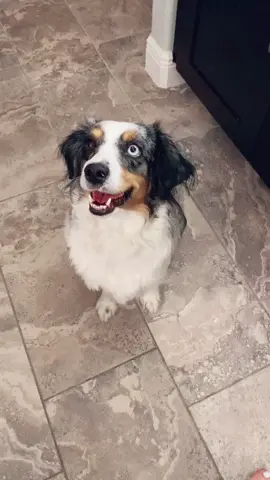 she’s a bad b. #dog #dogsoftiktok #fyp #miniaussie