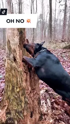 😶 wait till the end #OhNo #rottweiler #foryoupage #fürdich
