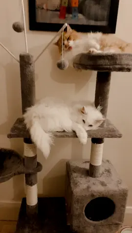 Zak The Cat 😍 #ZakTheMaincoon #CuteKitty #cat #cutecats