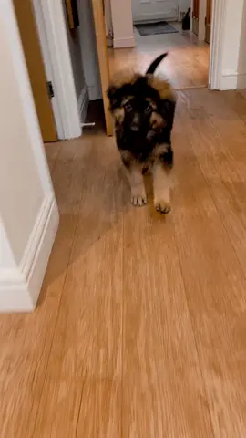 He follows me everywhere🥺🤍 #puppy #gsd #germanshepherdpuppy #foryoupageofficiall