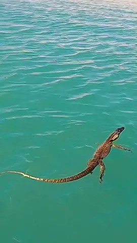 so rare and amazing this goanna Australia’s biggest lizard swimming around in the middle of nowhere, normally onland I didn’t even know they did this
