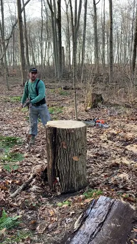 Big fan of this tree #woodchopping #woodsplitting #axe #woodsman #lumberjack #woods #wood #boom