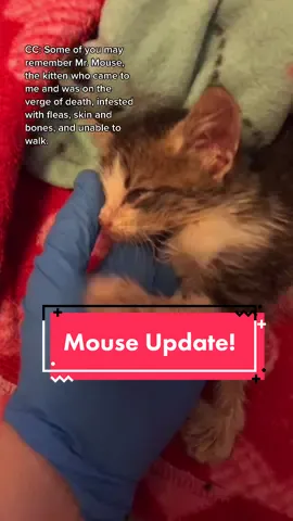 Finally, a Mouse update! 🐭 #fyp #foryou #foryoupage #kitten #IsThisAvailable #LiftandSnatchBrow #FitnessRoutine #viral #cat #cats