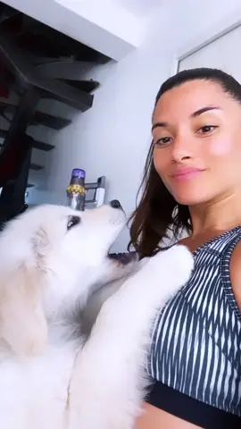 J’ai pas de mot pour cette vidéo 😂🤦🏽‍♀️ #goldenretriever #puppy #foryou #pourtoi #fyp