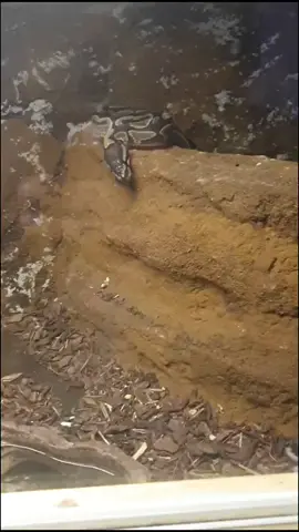 #snake#maus#schlange#ohnono#python#pyton#koenigspython #reality