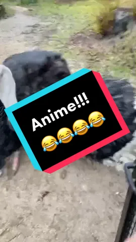 Oh please share this one!!! 😂😂😂 I’m dead! 😂😂 #ostrich #anime #dance #duet #share #talent #toofunny #hesbetteratit #animechallenge