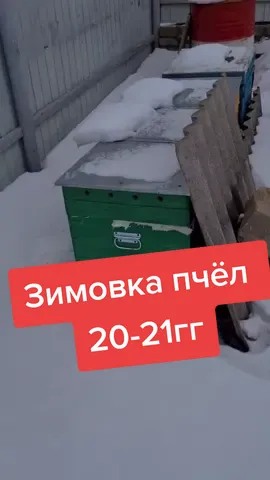 состояние пчелосемей на зимовке #новыйгод2021 #пчеловодство #пчёлы #зимовка