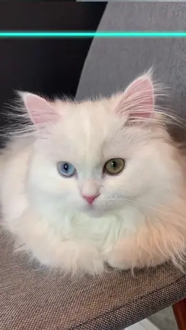 Maximum concentration🐱 максимальная концентрация🐾 #TimeWarpScan #cutecat #funnypets #persiancat #heterochromia