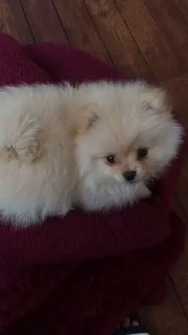 #fyp #dogsoftiktok #lovemydog