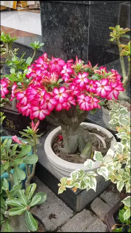 Hoa sứ nhà nàng #bonsai #caykieng #suthai #hoagiay #hoa #caycanh #caycanhdep