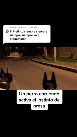 Reply to @glisabanto Cuando conoces a tu perro y esta balanceado, el instinto se puede controlar 😉🙃😛 #mascotastiktok #Peru #fyp #doberman