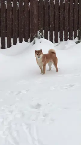 Со старым Новым годом ! 🎄🎄🎄#сибаину #shibalovers #japanesedog #dog #thebest #shibainu #jumpingdog #snowy #wintertime #naturelover