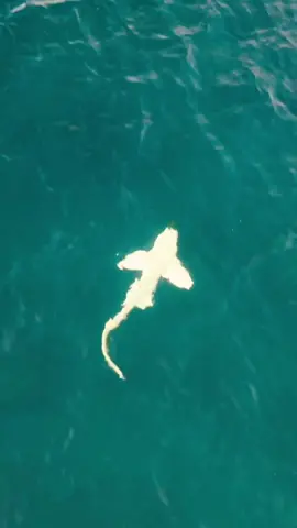 I think i just filmed an albino shark from my house or it was a very pale leopard shark, either way that was amazing