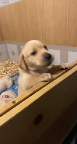 Puppy snorts are the cutest!!! #yellowlabpuppy #toofunny #fyp #snorts #puppies