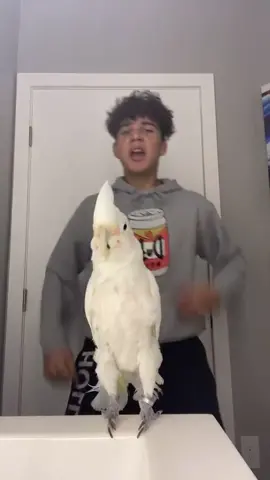 bird got hype when that beat dropped 👌 (via: @that_dancing_bird ) #PetsOfTikTok #birdsoftiktok #fyp #funny #viral