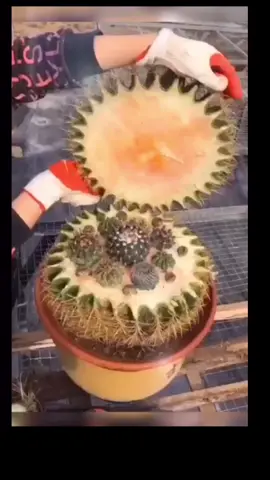 #duet with @plantsgardening789 You can also try this method#plants #planting #garden #fyp