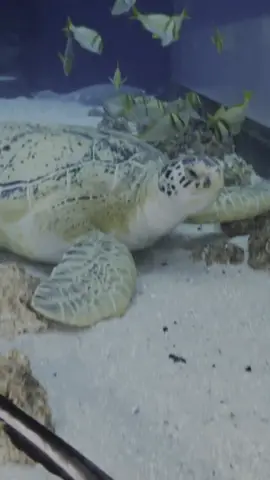 Hi 👋🐢 #fyp #foryou #georgiaaquarium