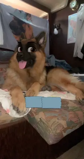 #fyp #foryoupage #dogoftiktok