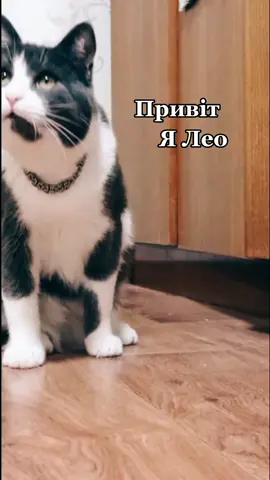 #рекомендации #котик #україна🇺🇦 #позитивчикдлянастроения