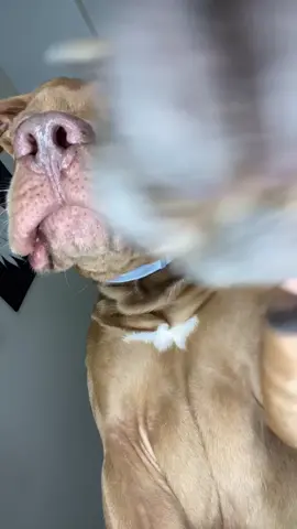 #dogs #dogsoftiktok #fyp #foryou #foryoupage #pitbull #trend #viral