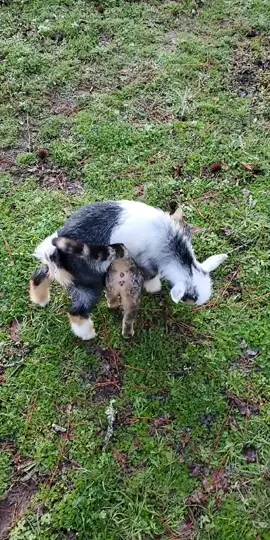 Just two little farm buddies 💕#babygoat #kitten #animalfriends #cute
