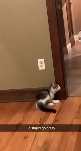 Cousin Suki has ninja in his blood.🥷#ninjacat #funnycat #catsoftiktok #crazycat