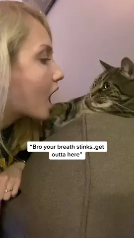 He was not pleased😂 #catsoftiktok