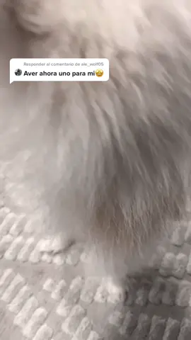 Responder a @ale_wolf05  🤣🤣🤣🤣🤣