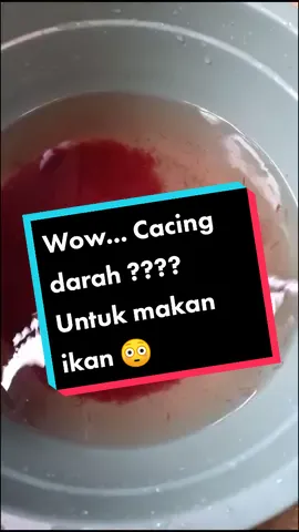 Cara simple kasih makan ikan #topview #for #foryou #foryoupage #fyp #viral #bettas #ikan #cupang #cacing