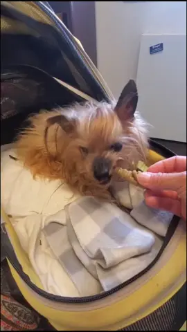 No teeth no problem www.eddieonwheels.com #grumpydog #tiktokdogs #fyp #adopt #rescue