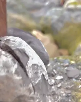 This stone opened easily to reveal the treasure inside! These curly fossils are ammonites🦖🦕 #fyp #foryourpage #fypage #ammonite #fossil #fossil￼s