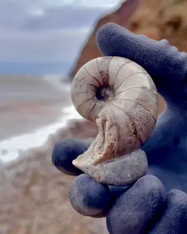 A stunning baby Nautilus fossil! 😍 These creatures are still alive today, but this one has been fossilised in calcite! 💎🤯 #fyp #foryourpage #fossil