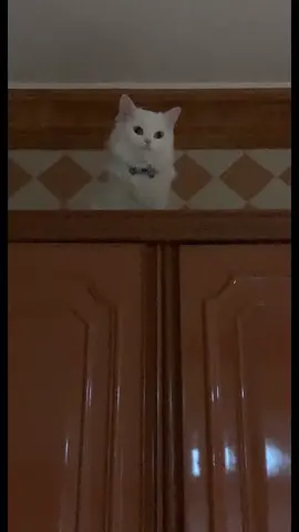 ههه