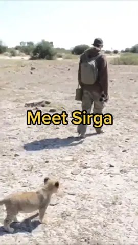 Sirgas life story in 43 seconds! Follow us and join us on our adventures🐾👣 #animalsoftiktok