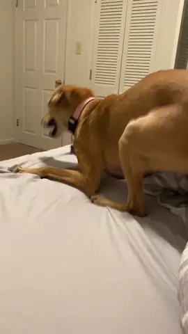 #greenscreenvideo #fyp #puptok I LOVE IT HERE