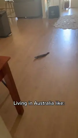 #aust #australia #straya #bluetonguelizard
