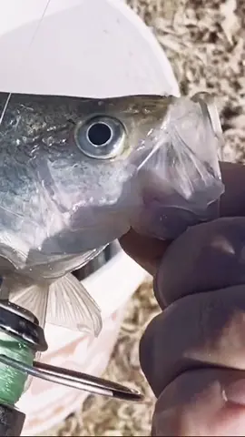 Re do on some clips - #fast #fish #texas #fishing