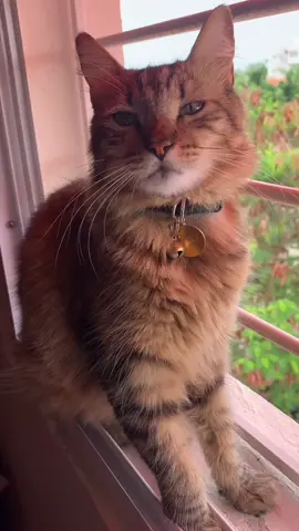 Te vigilo ‘tupida!😂🐈✨