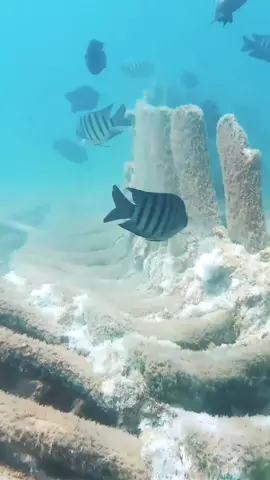 diving on a dead whale carcass for tiger shark teeth after they’ve just eaten it
