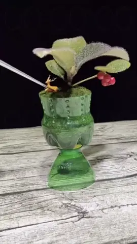 Planting plants in beverage bottles can also be beautiful#plants #garden #planting #gardening #fyp