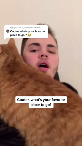 Reply to @sam.k_snickers kitchen 😌😌✨ #cootloop #cats #catsoftiktok #foryou #fyp #trending #talkingcat