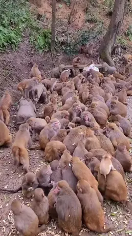 A lot of monkeys #foryou #fyp #monkey #animals