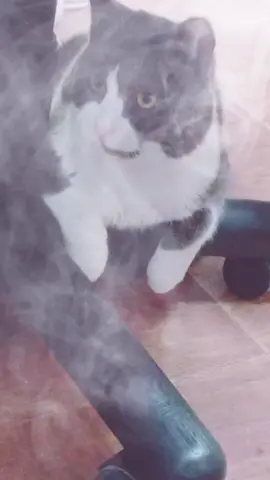 #рекомендации #котик #україна🇺🇦 #україна🇺🇦 #позитивчикдлянастроения