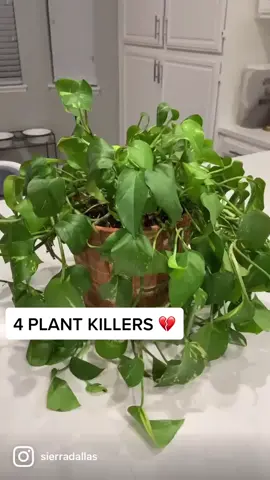 Attention pathos plant killers! ☠️ #plantparent  #fyp #PlantTok