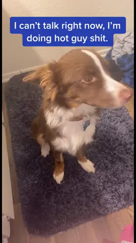 Ziggy’s party trick. 😂 #foryoupage #fyp #dogsoftiktok #puppiesoftiktok