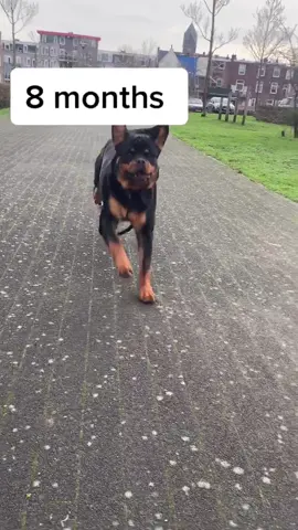 2 months VS 8 months 😳 #gangrottie #rottweiler #bigboy #dogchallenge #growingup #omg #doggy #dogs #funnydog #video #fyp #foryou #viral #fypシ